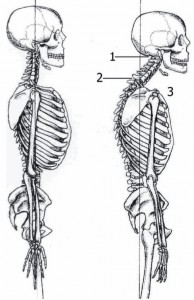 Posture Deterioration in Bellingham WA